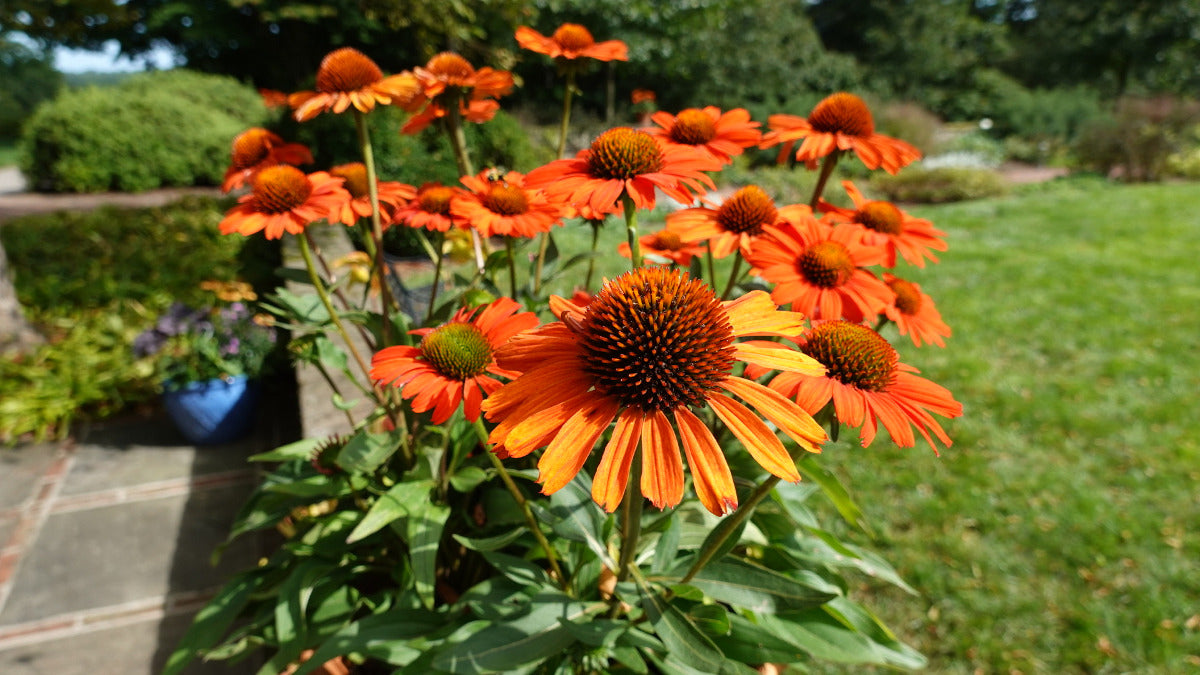 Echinacea Mix Pollynation Golden Summer 3 pc. R95032