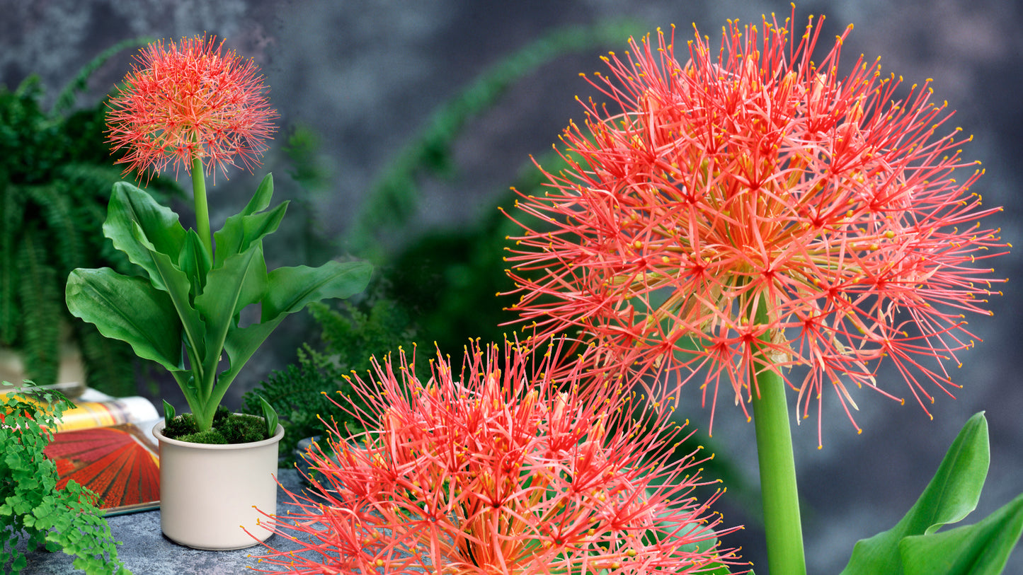 Starfire Blood Lily 3 pc. R132150