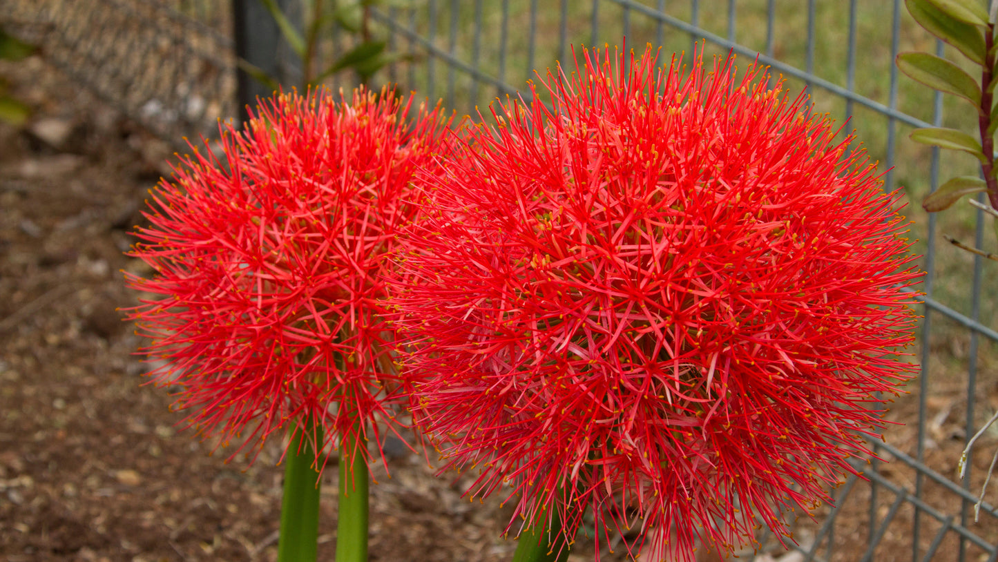 Starfire Blood Lily 3 pc. R132150