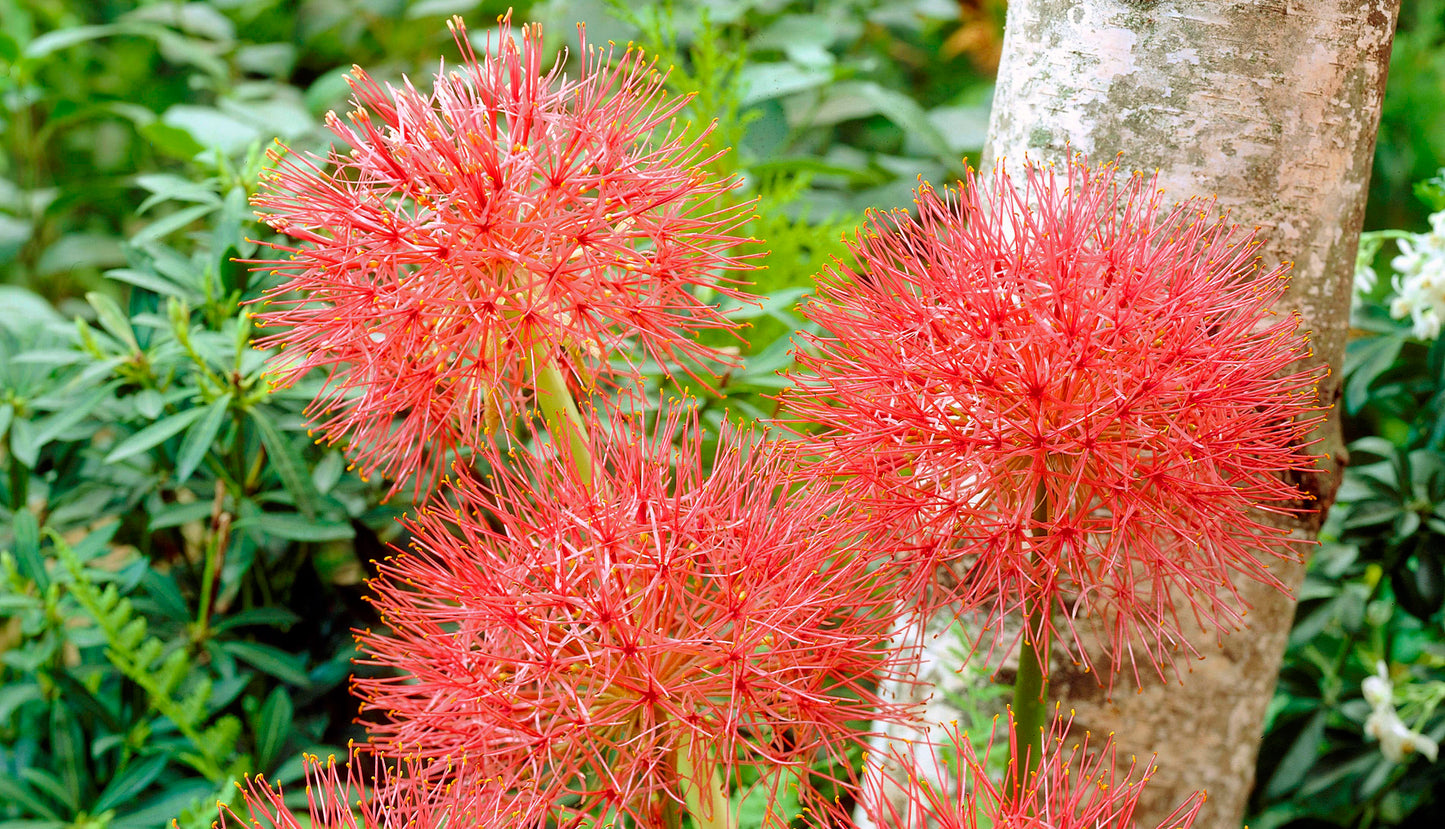 Starfire Blood Lily 3 pc. R132150