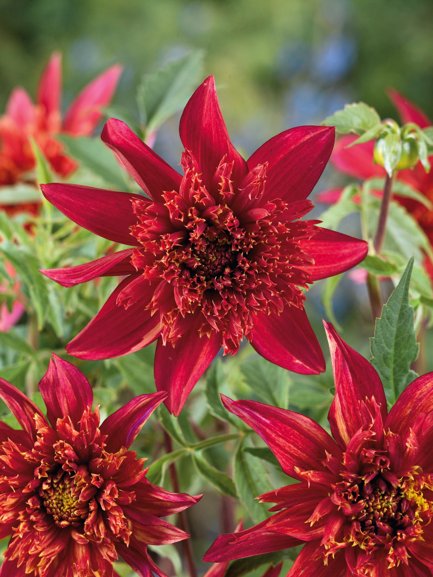 Dahlias Large and Colorful 2 pc. R132190