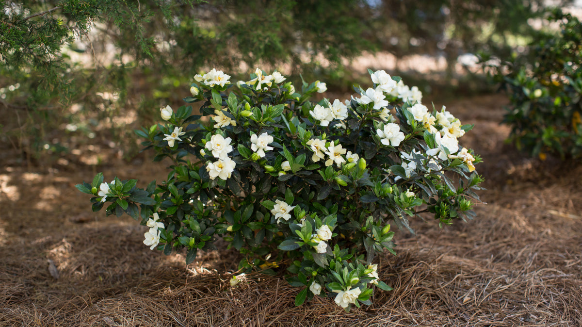 Proven Winners® Gardenia Steady as She Goes® 1 pc. R132075