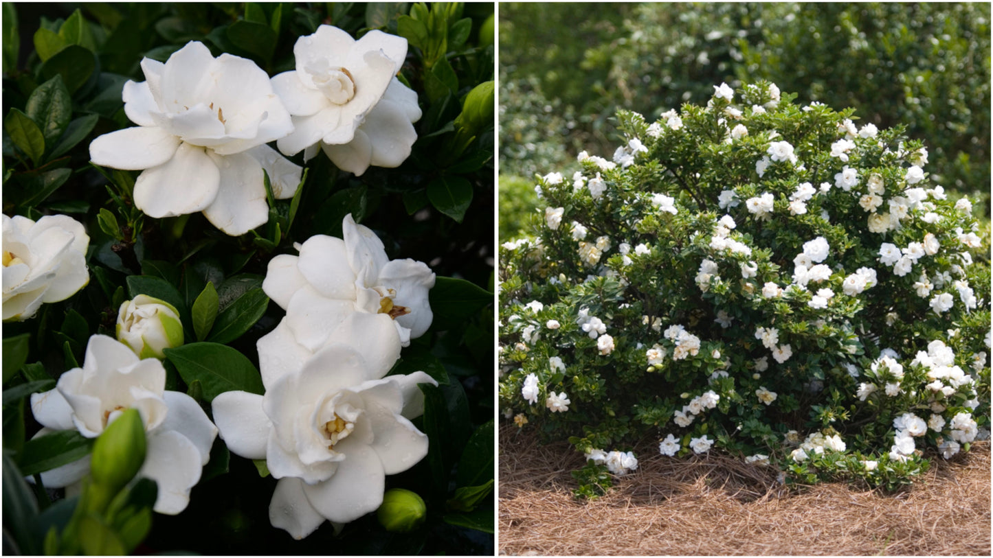 Proven Winners® Gardenia Steady as She Goes® 1 pc. R132075