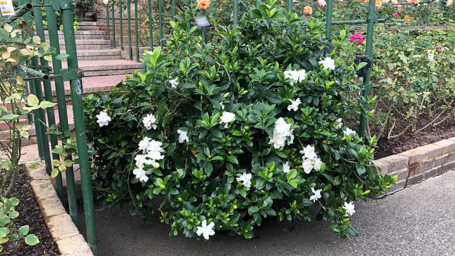 Proven Winners® Gardenia Steady as She Goes® 1 pc. R132075