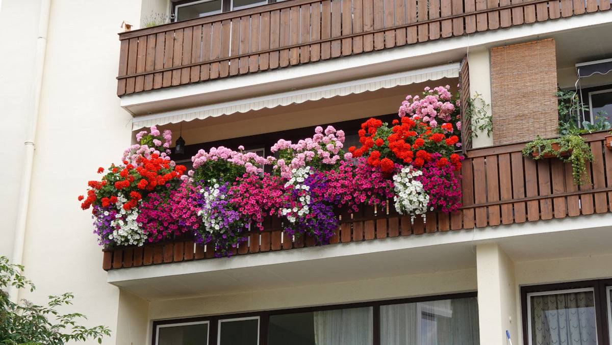 Geraniums Big EZEE Colorful Series 6 pc. R95103