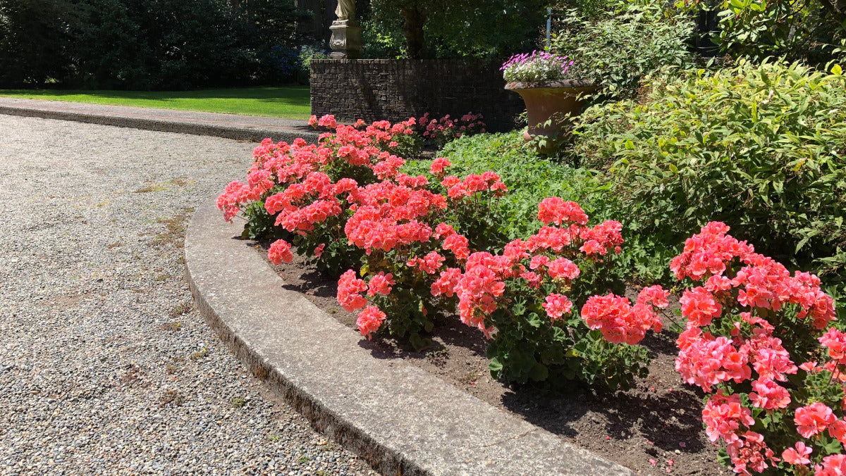 Geraniums Big EZEE Colorful Series 6 pc. R95103