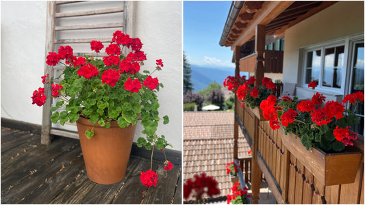 Geraniums Big EZEE Colorful Series 6 pc. R95103