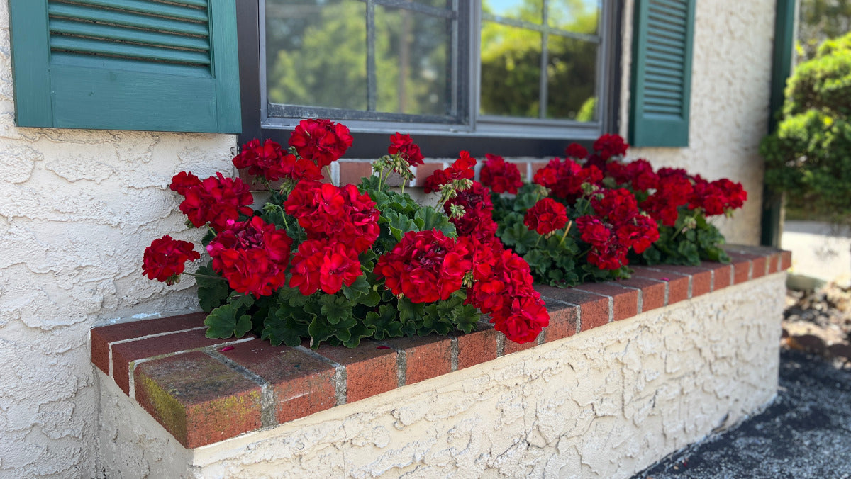 Geraniums Big EZEE Colorful Series 6 pc. R95103