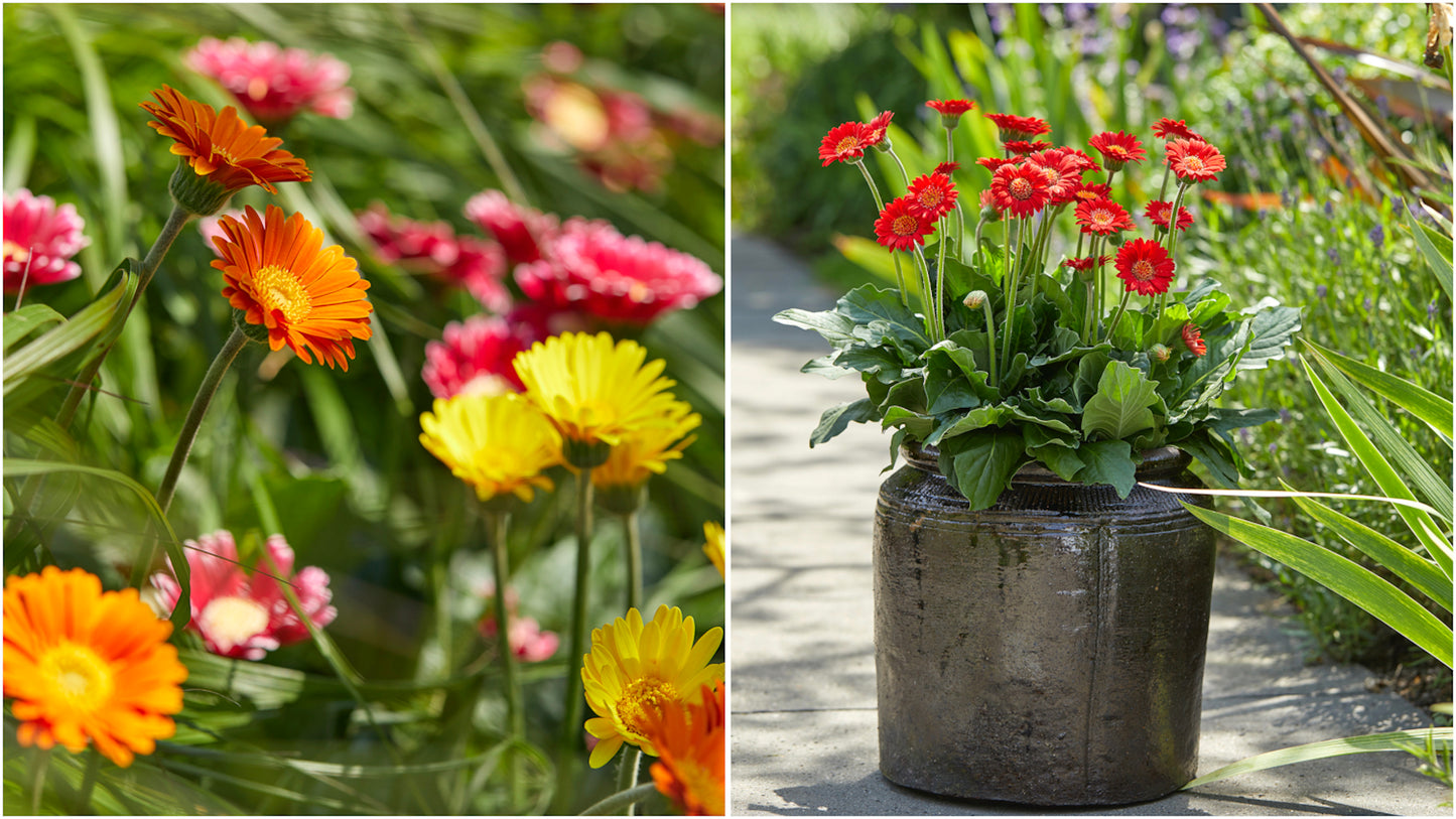 Gerber Daisies Cheeky Series 4 pc. - R132077