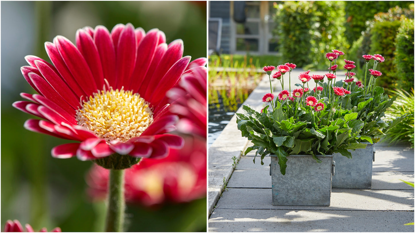 Gerber Daisies Cheeky Series 4 pc. - R132077