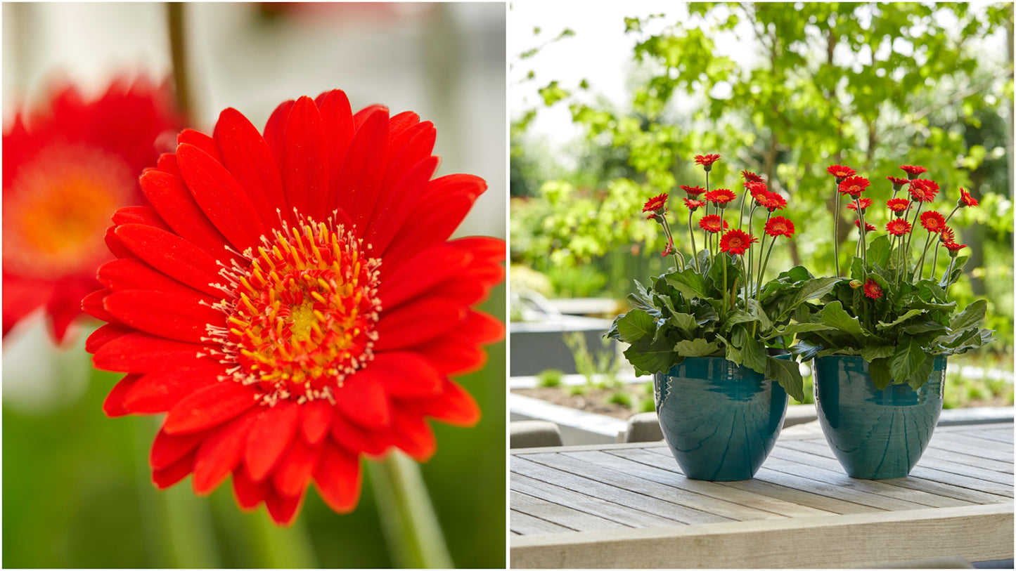 Gerber Daisies Cheeky Series 4 pc. - R132077