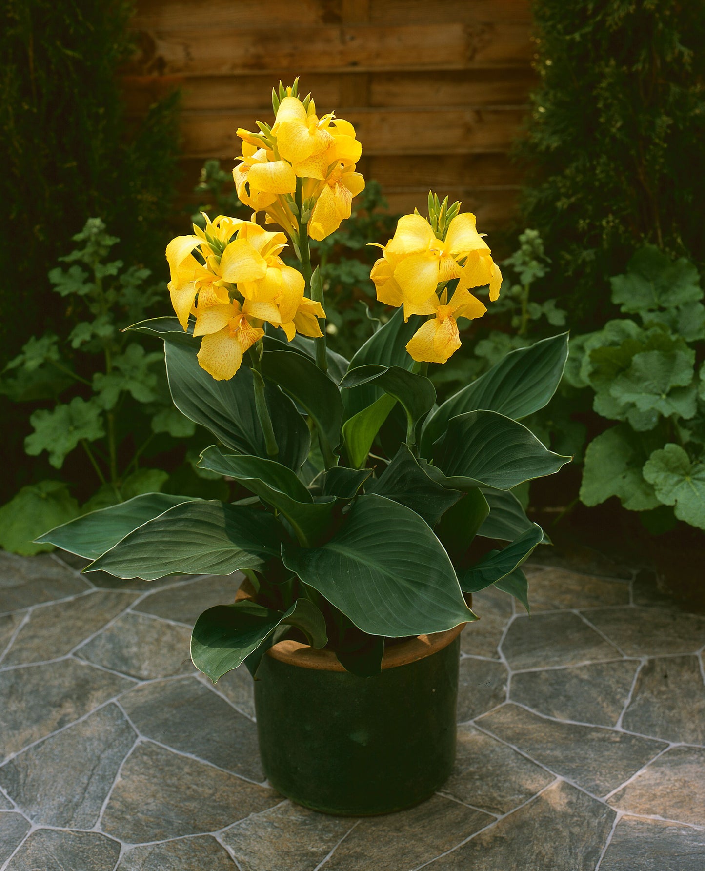 Cannas Gold Cannova® Series 2 pc.  R132187