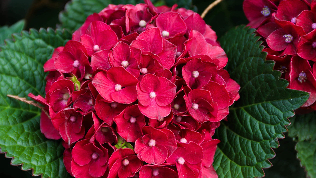 Hydrangea Bloomin Easy® Cherry-Go-Round pc. R95040