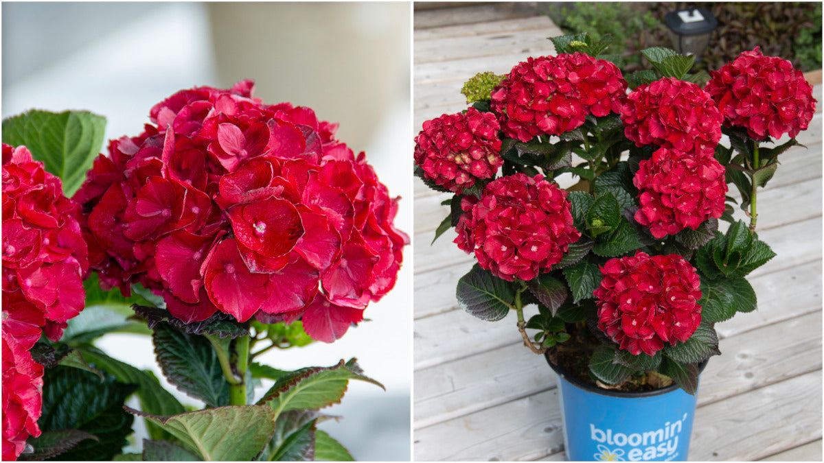 Hydrangea Bloomin Easy® Cherry-Go-Round pc. R95040