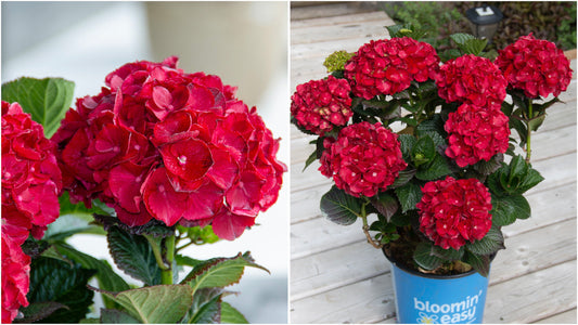 Hydrangea Bloomin Easy® Cherry-Go-Round pc. R95040