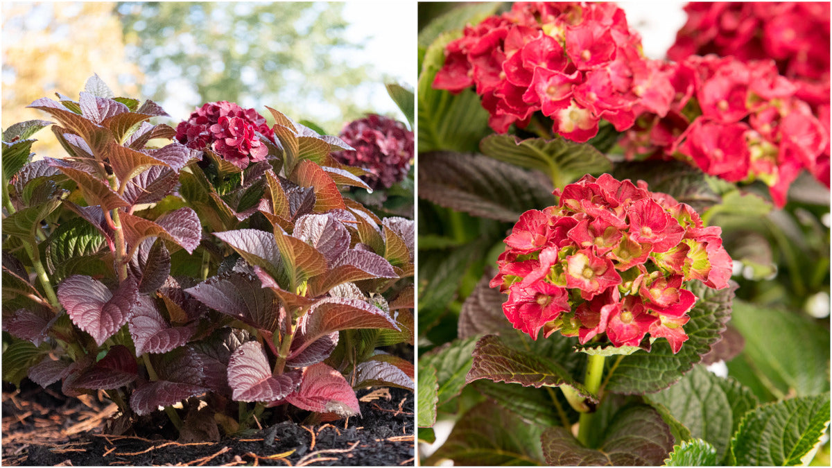 Hydrangea Bloomin Easy® Cherry-Go-Round pc. R95040