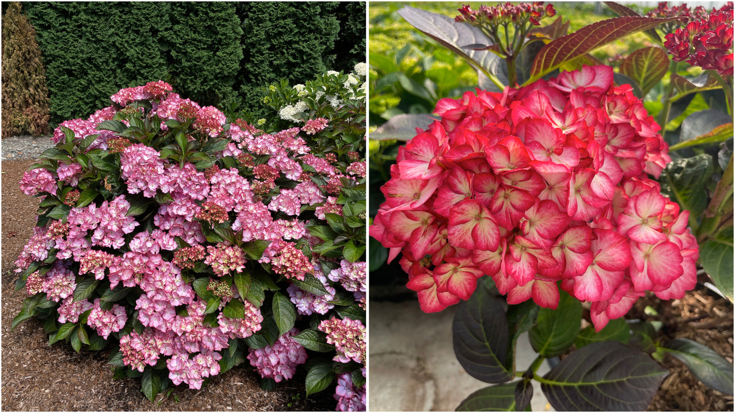 Hydrangea 'Miss Saori' BigLeaf 1 pc. R132082