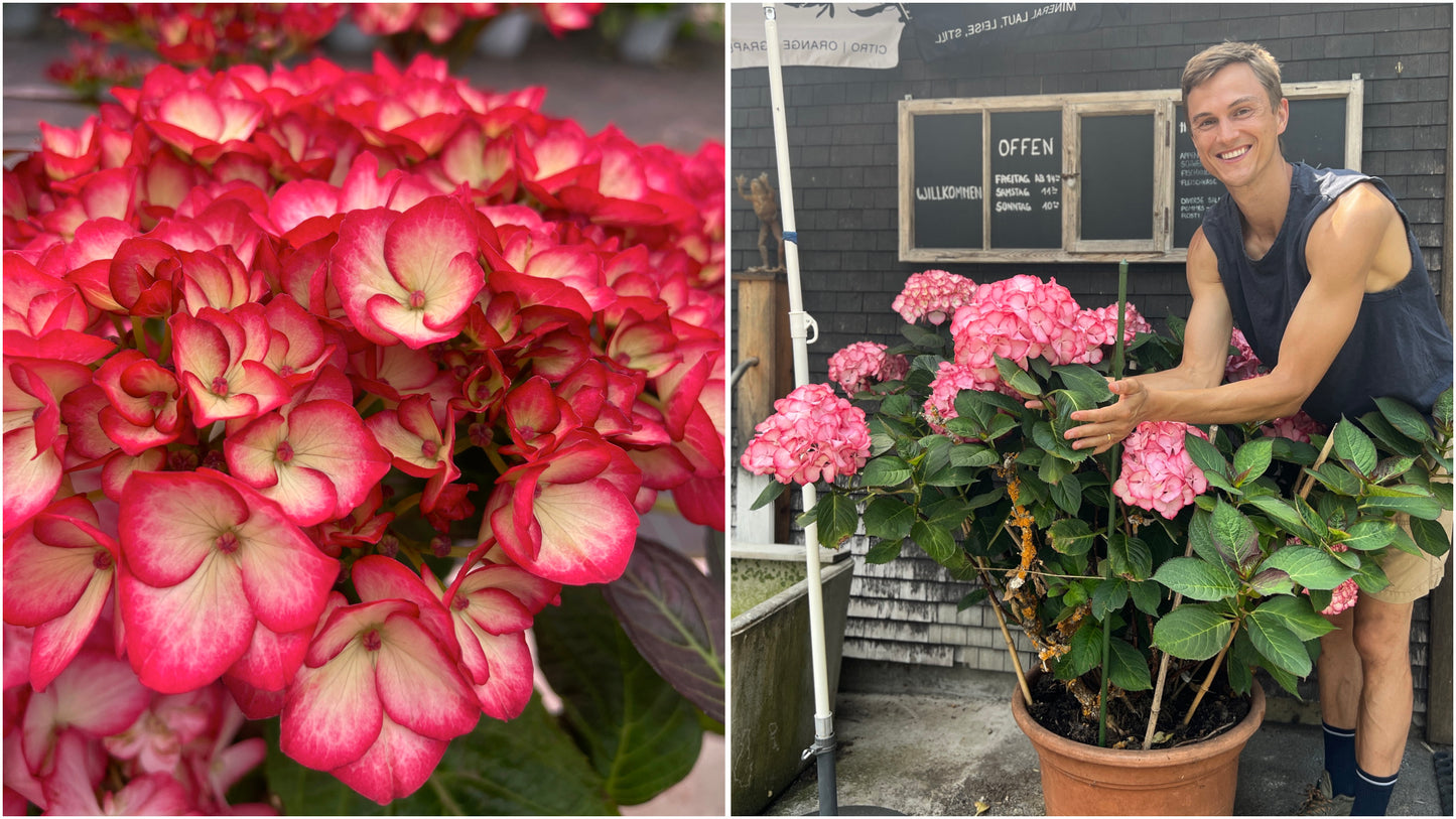 Hydrangea 'Miss Saori' BigLeaf 1 pc. R132082