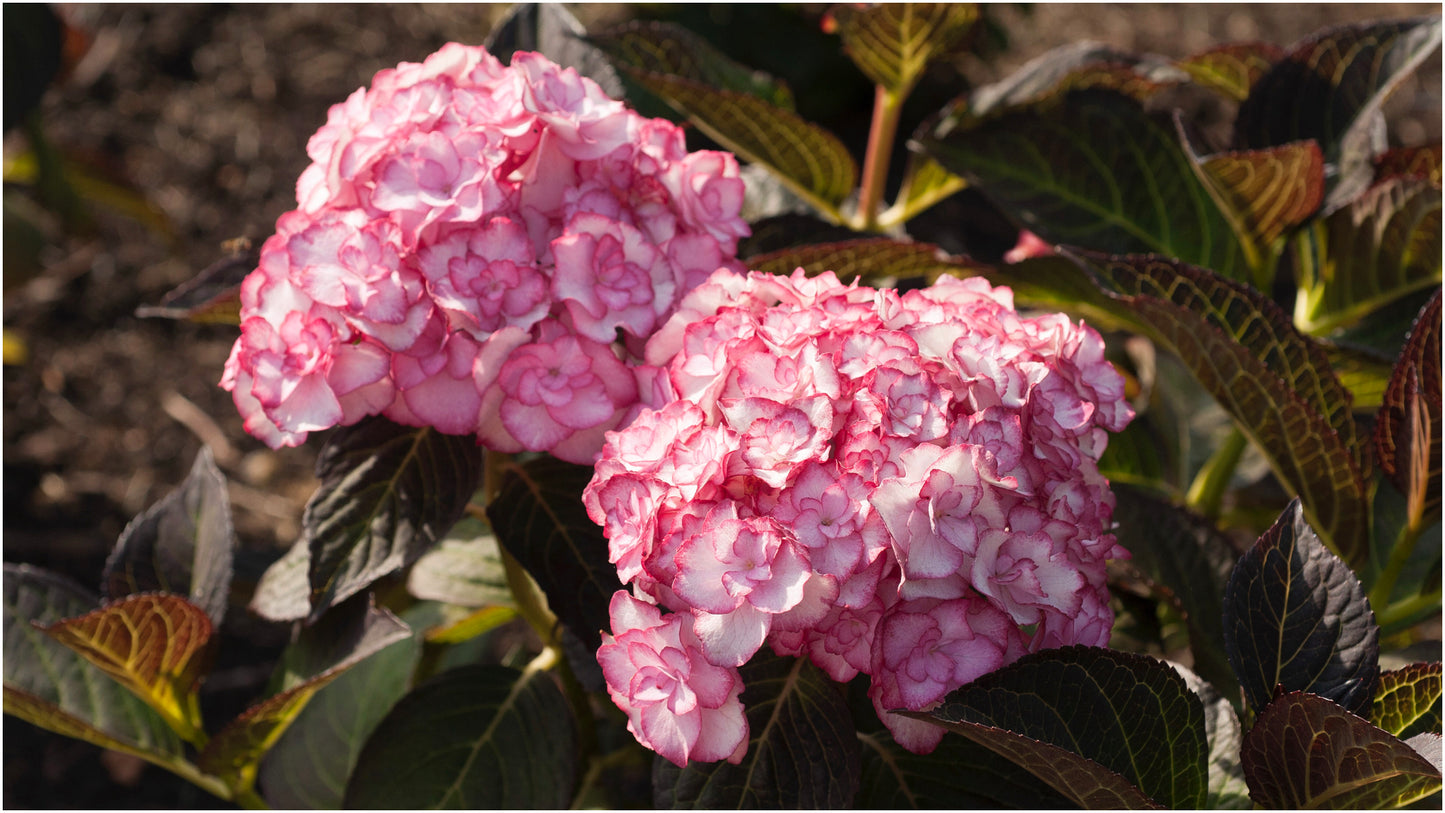 Hydrangea 'Miss Saori' BigLeaf 1 pc. R132082