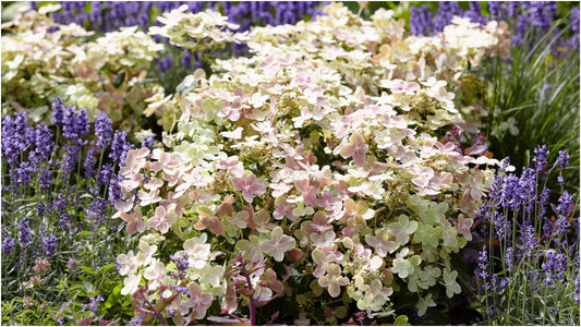 Hydrangea Early Evolution® 1 pc.  R132195