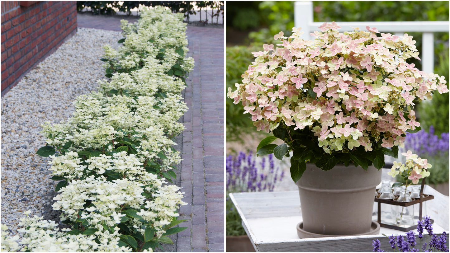 Hydrangea Early Evolution® 1 pc.  R132195