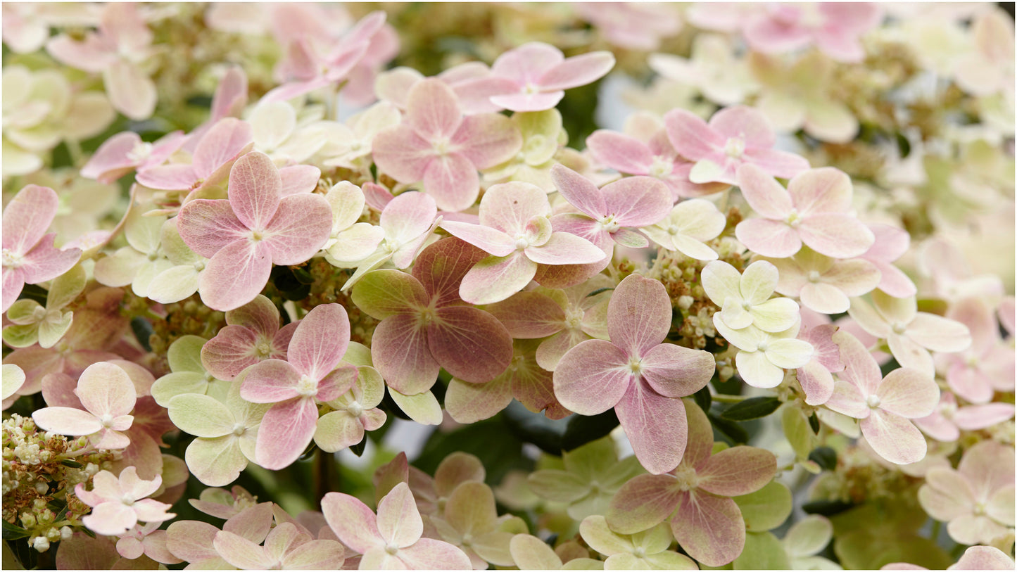 Hydrangea Early Evolution® 1 pc.  R132195