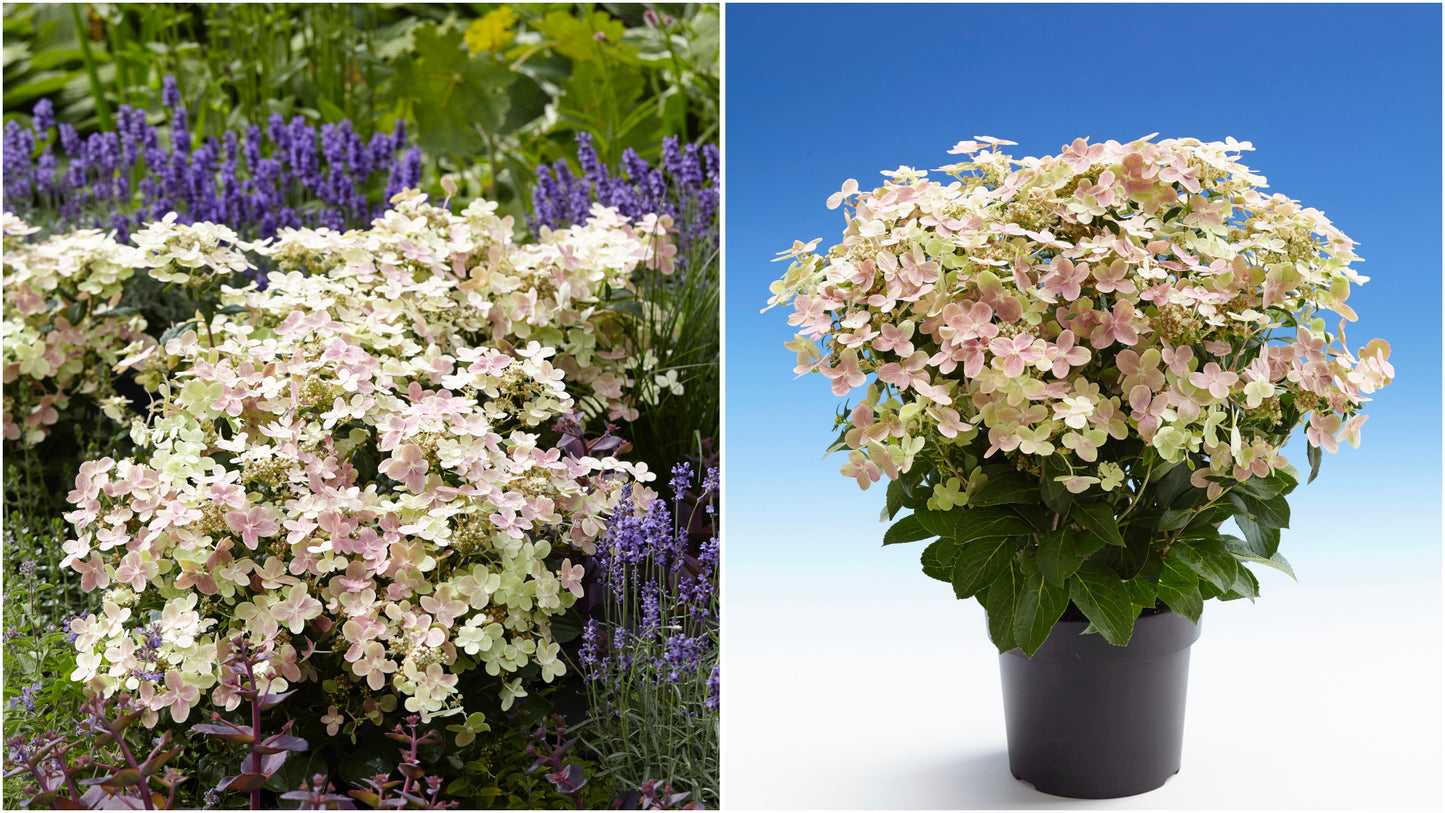 Hydrangea Early Evolution® 1 pc.  R132195