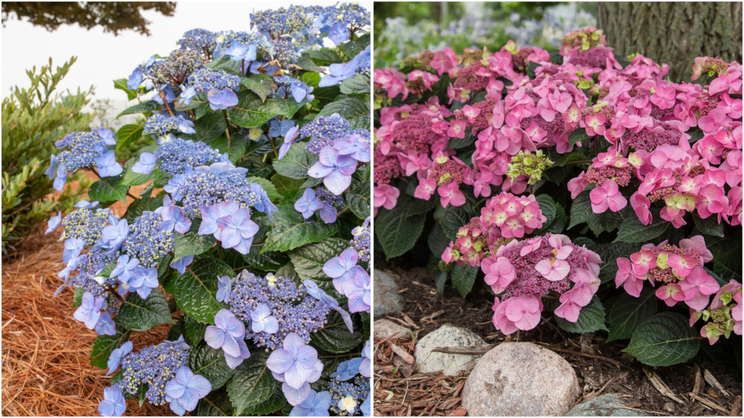 Hydrangea Endless Summer® Pop Star® 1 pc. R132193