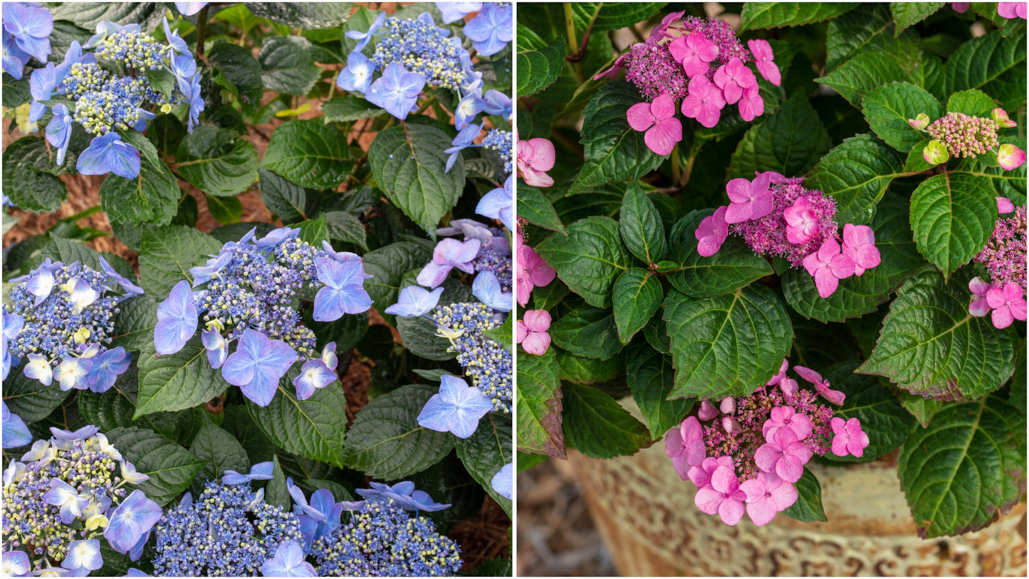 Hydrangea Endless Summer® Pop Star® 1 pc. R132193