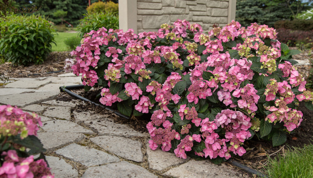 Hydrangea Endless Summer® Pop Star® 1 pc. R132193