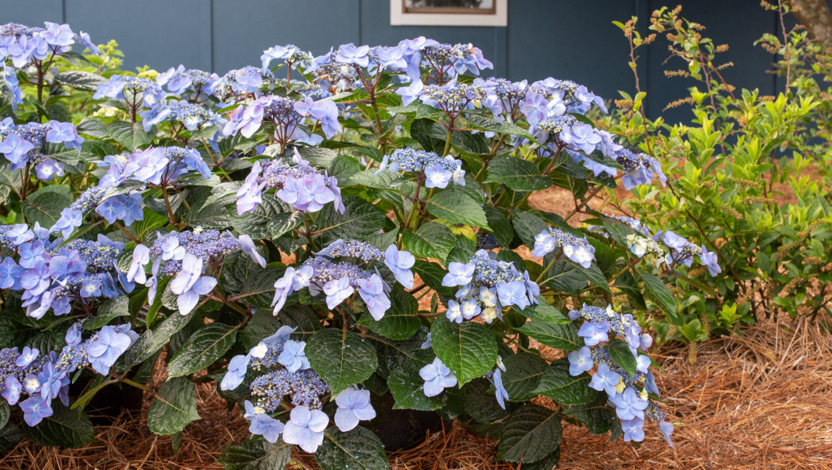 Hydrangea Endless Summer® Pop Star® 1 pc. R132193