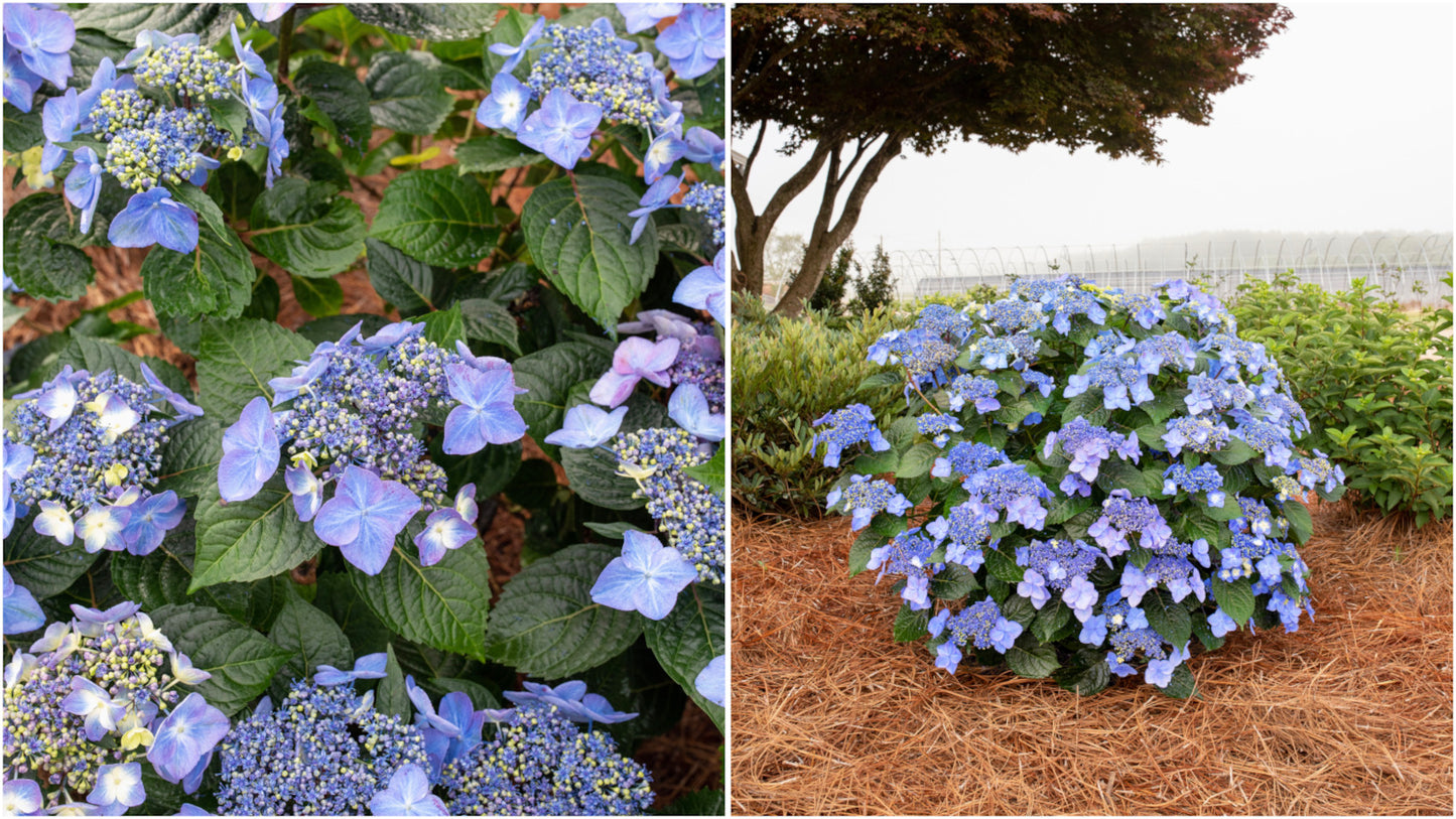 Hydrangea Endless Summer® Pop Star® 1 pc. R132193