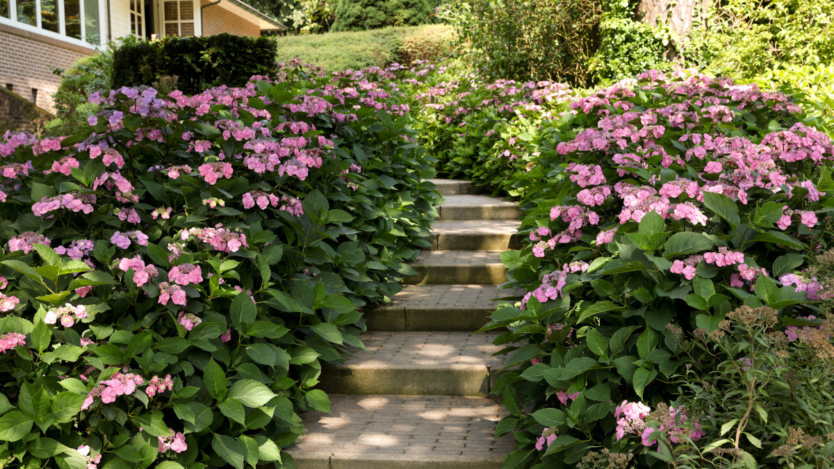 Hydrangea Game Changer Pink Lace Cap Macrophylla Pc. R132081**Ships early May**