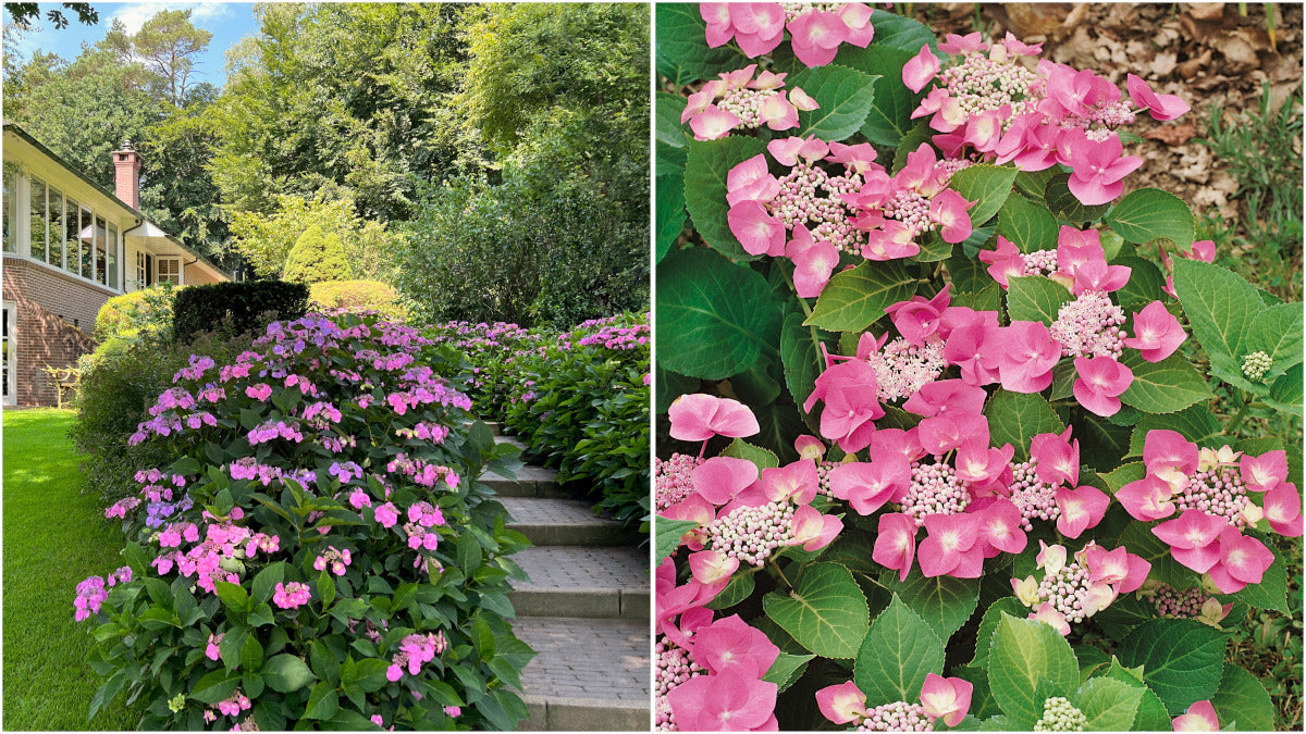 Hydrangea Game Changer Pink Lace Cap Macrophylla Pc. R132081**Ships early May**