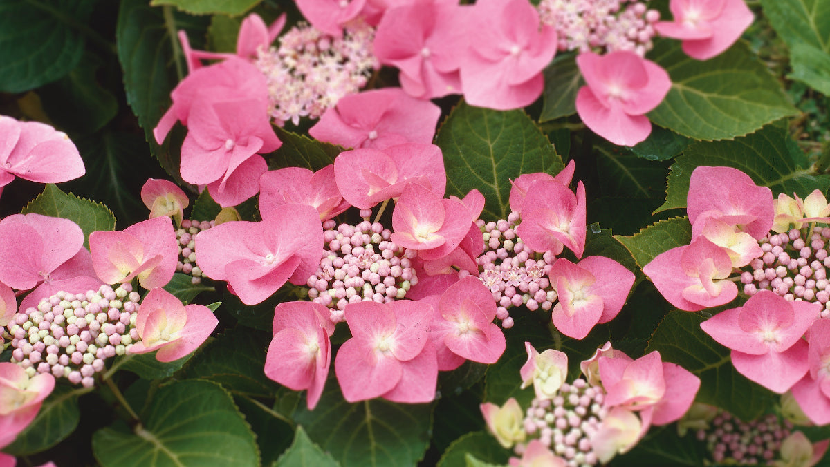 Hydrangea Game Changer Pink Lace Cap Macrophylla Pc. R132081**Ships early May**