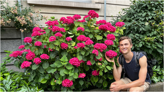 Hydrangea 'Red Sensation' 1 pc. R132085