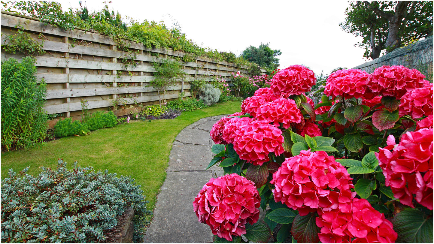 Hydrangea 'Red Sensation' 1 pc. R132085