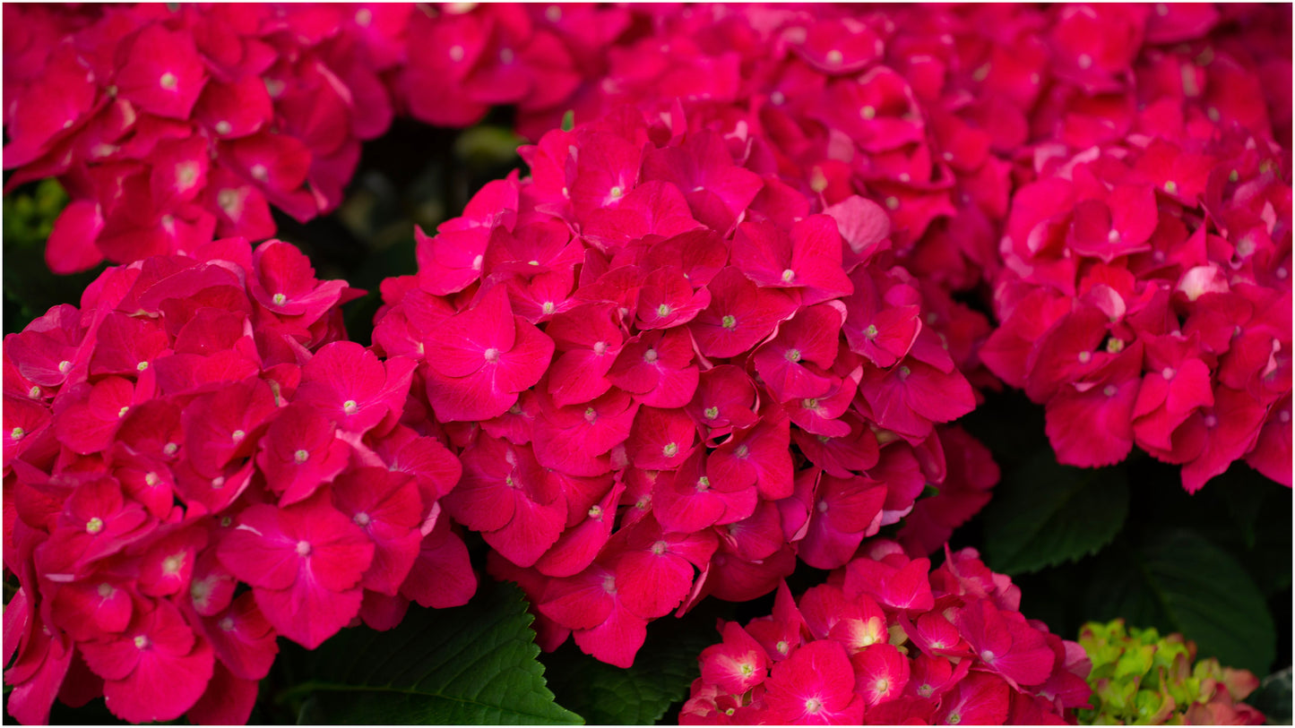 Hydrangea 'Red Sensation' 1 pc. R132085