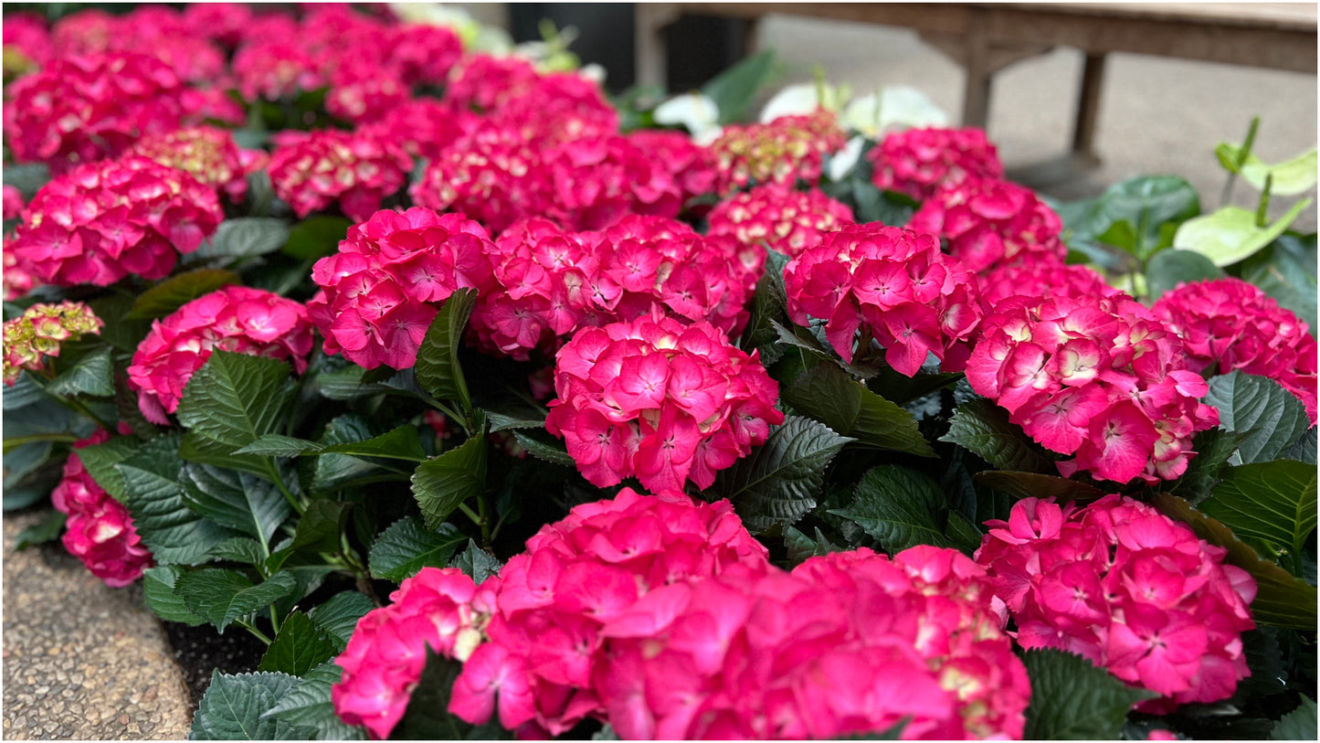 Hydrangea 'Red Sensation' 1 pc. R132085