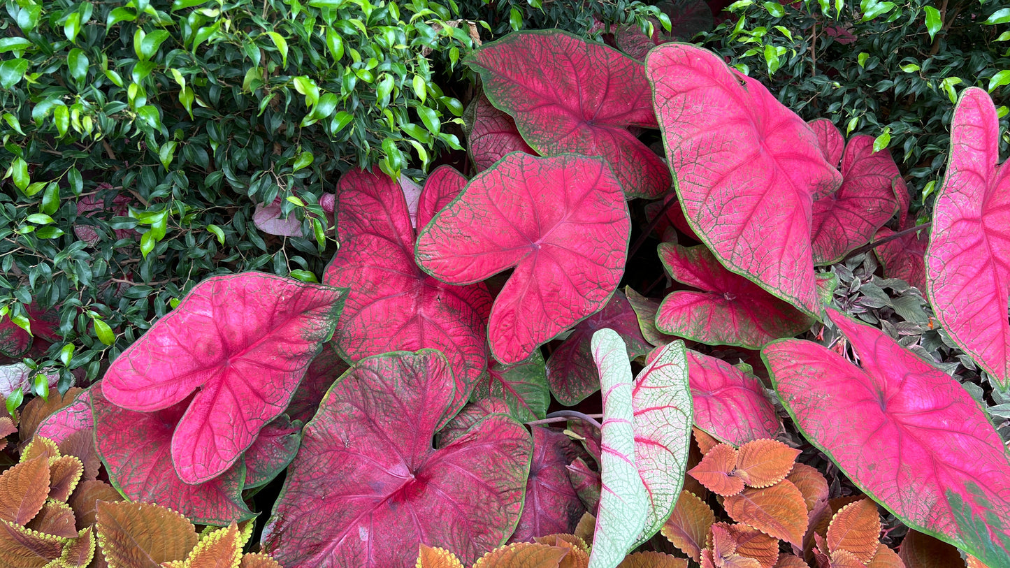 Caladiums Sun Tolerant Jumbo 2 pc. R132186