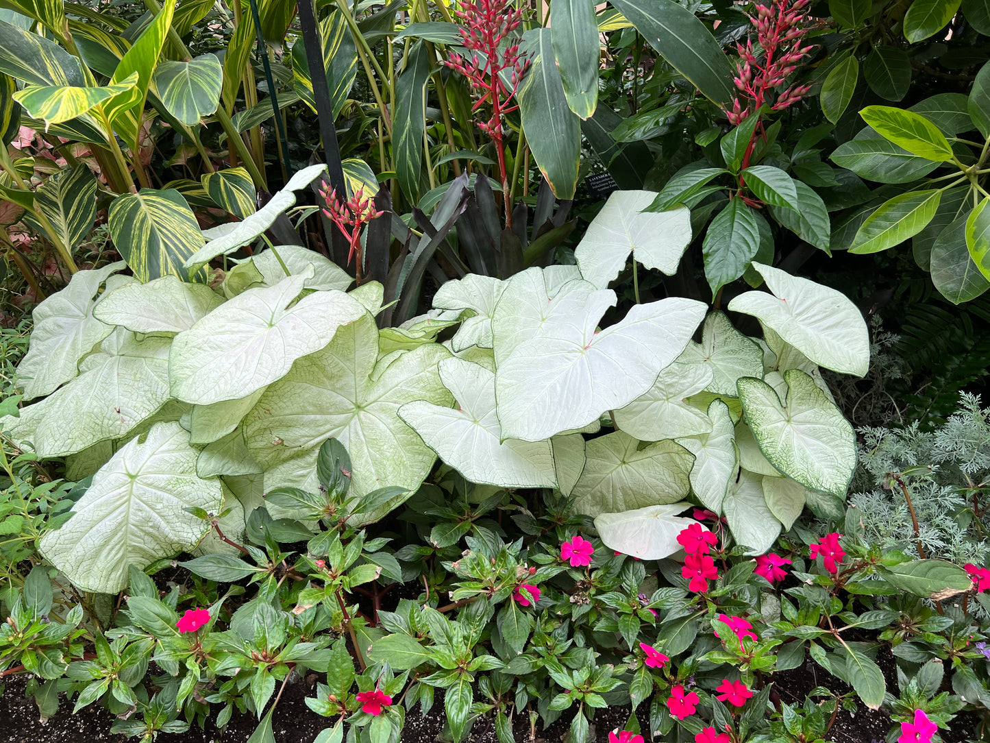 Caladiums Sun Tolerant Jumbo 2 pc. R132186