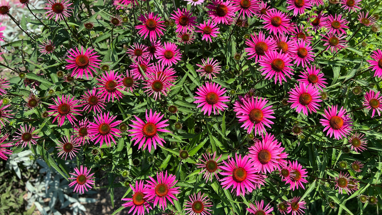 Echinacea Sunmagic® Vintage Coneflowers 3 pc. R132059