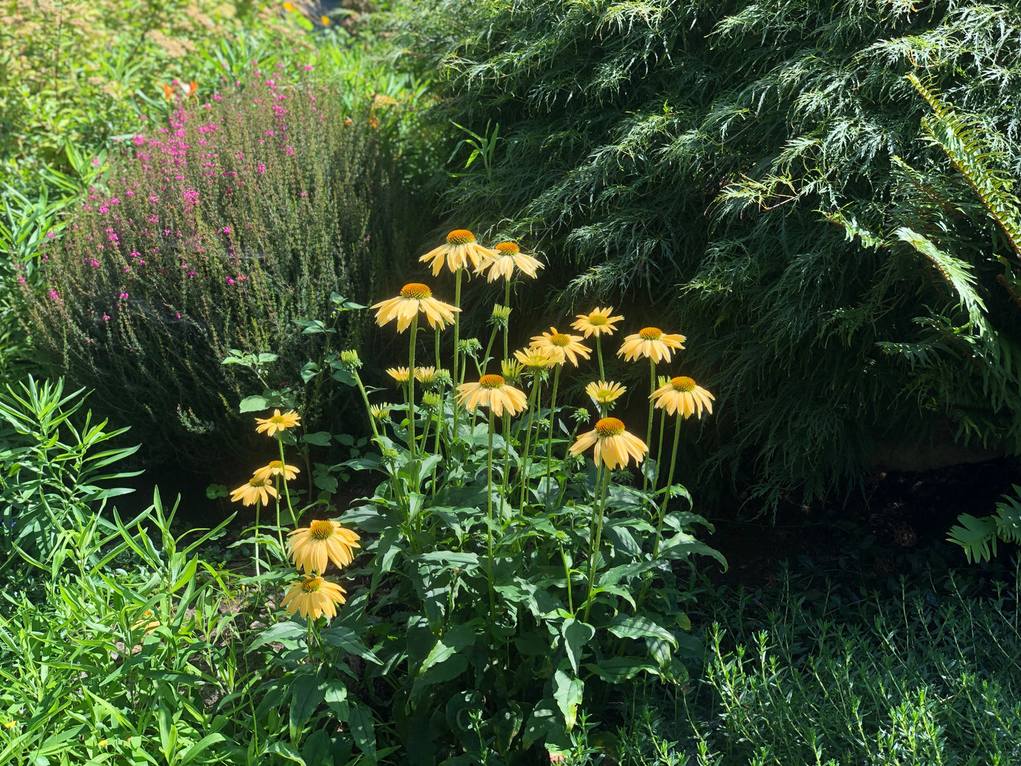 Echinacea Sunmagic® Vintage Coneflowers 3 pc. R132059