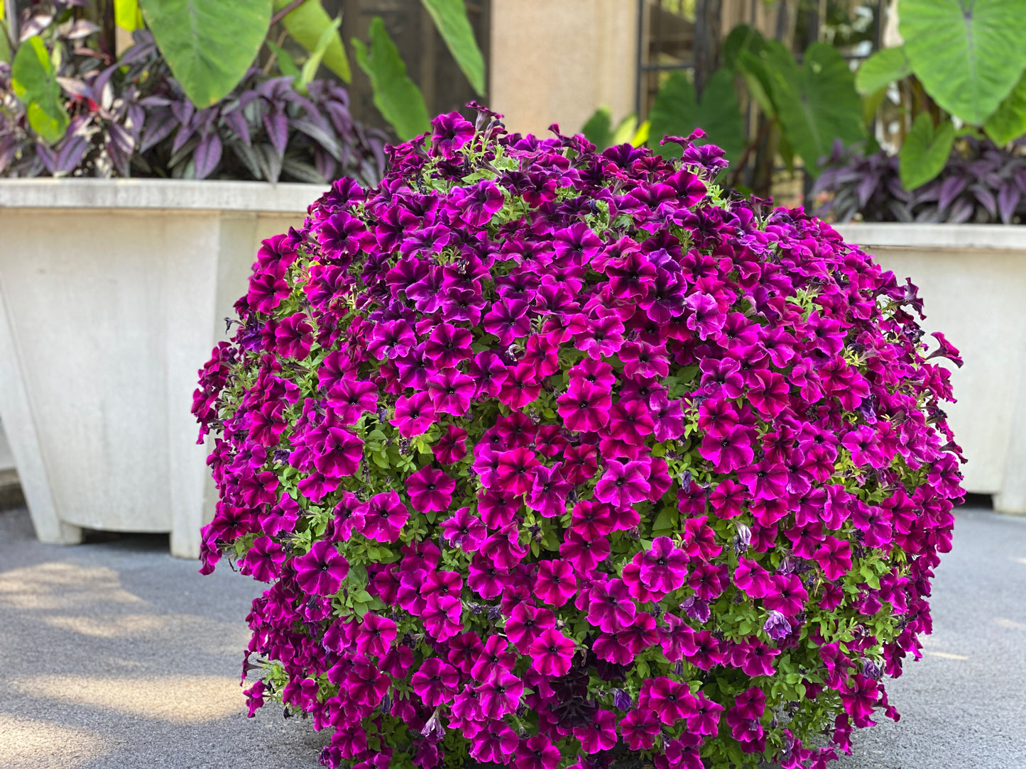 Petunias SuperCal® with Fertilizer Sample 4 pc. R132212