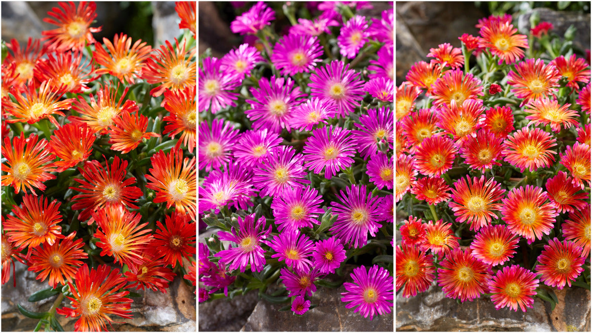 Ice Plants Assortment Oceans Sunset™ 6 pc. R95078