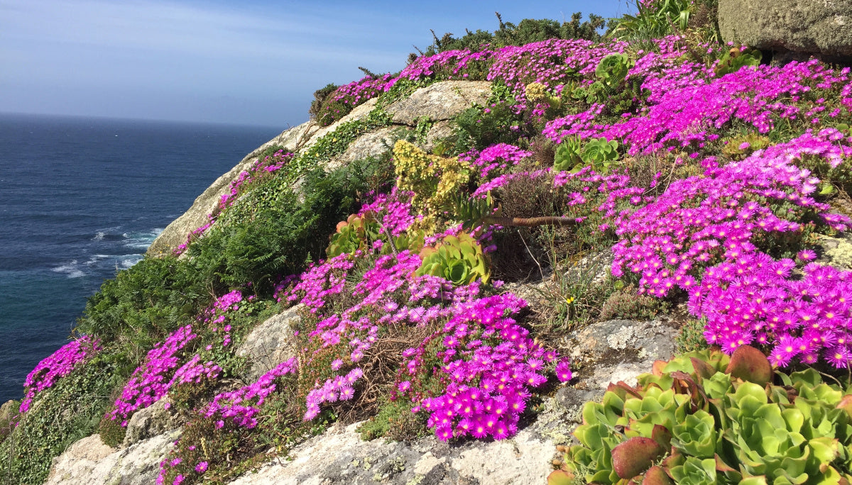 Ice Plants Assortment Oceans Sunset™ 6 pc. R95078