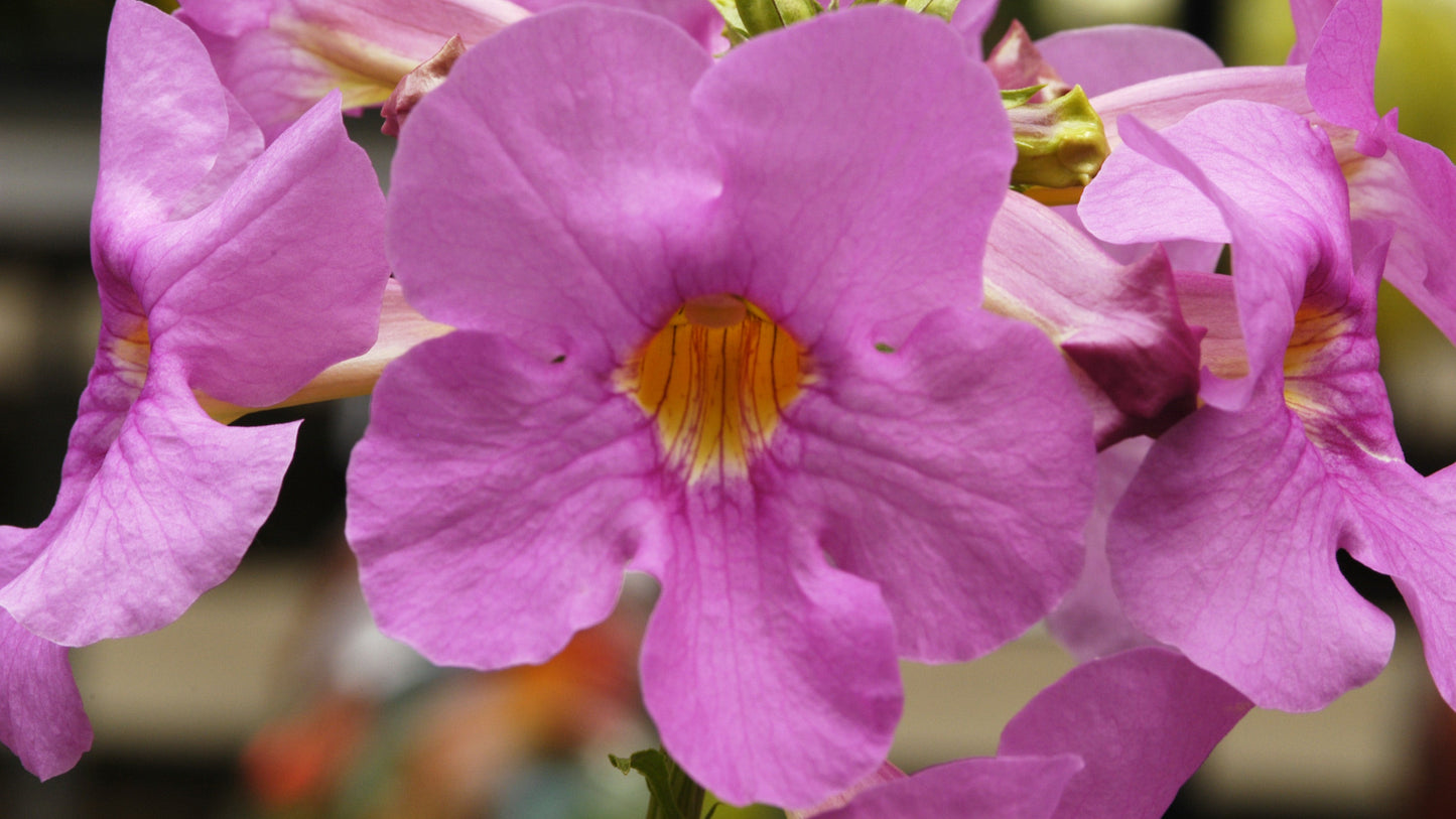 Hardy Flowering Fern or Gloxinia Bulbs 3 pc.R132110