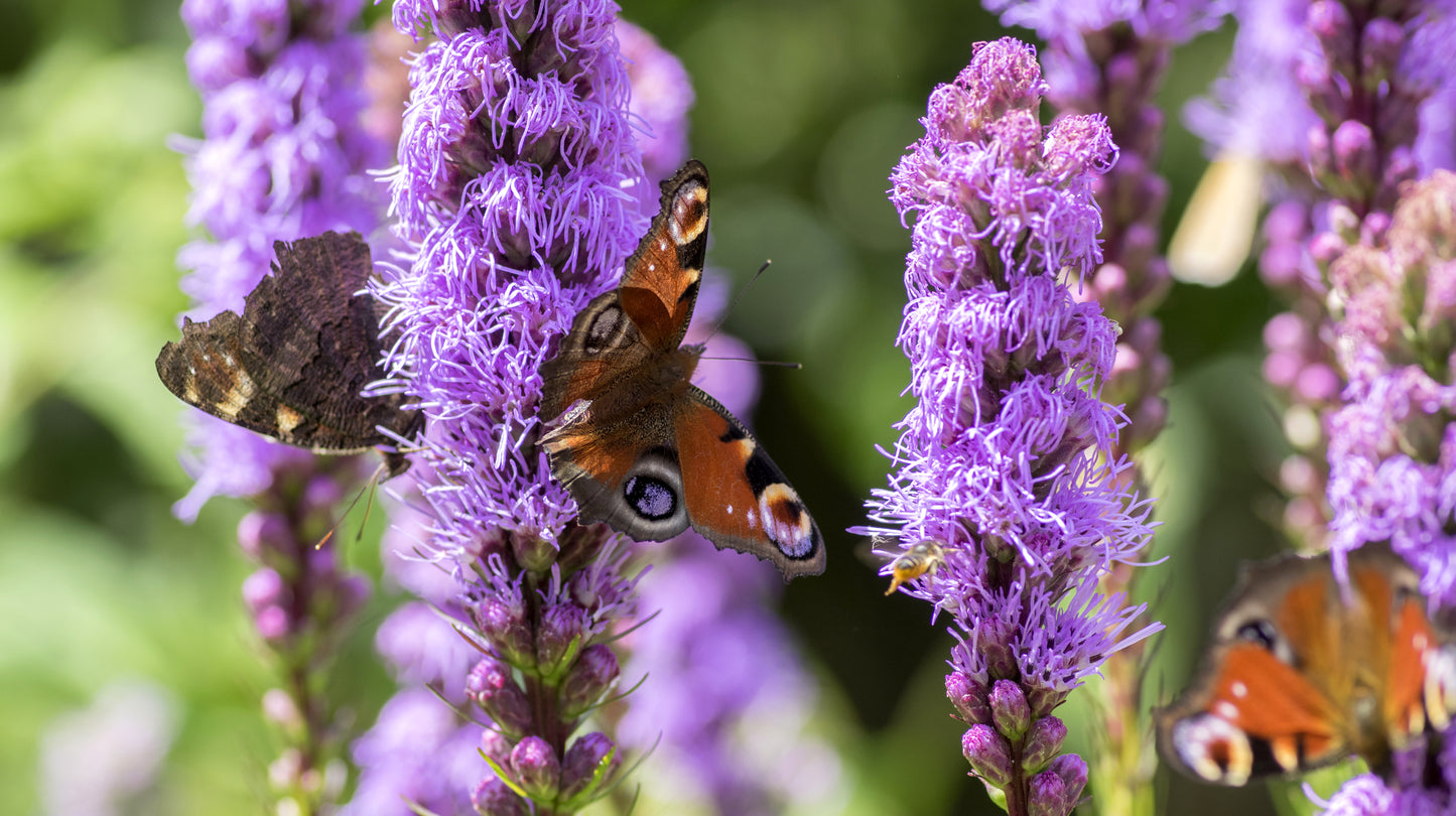 Perennial Pollinator Garden 8 pc.R132118