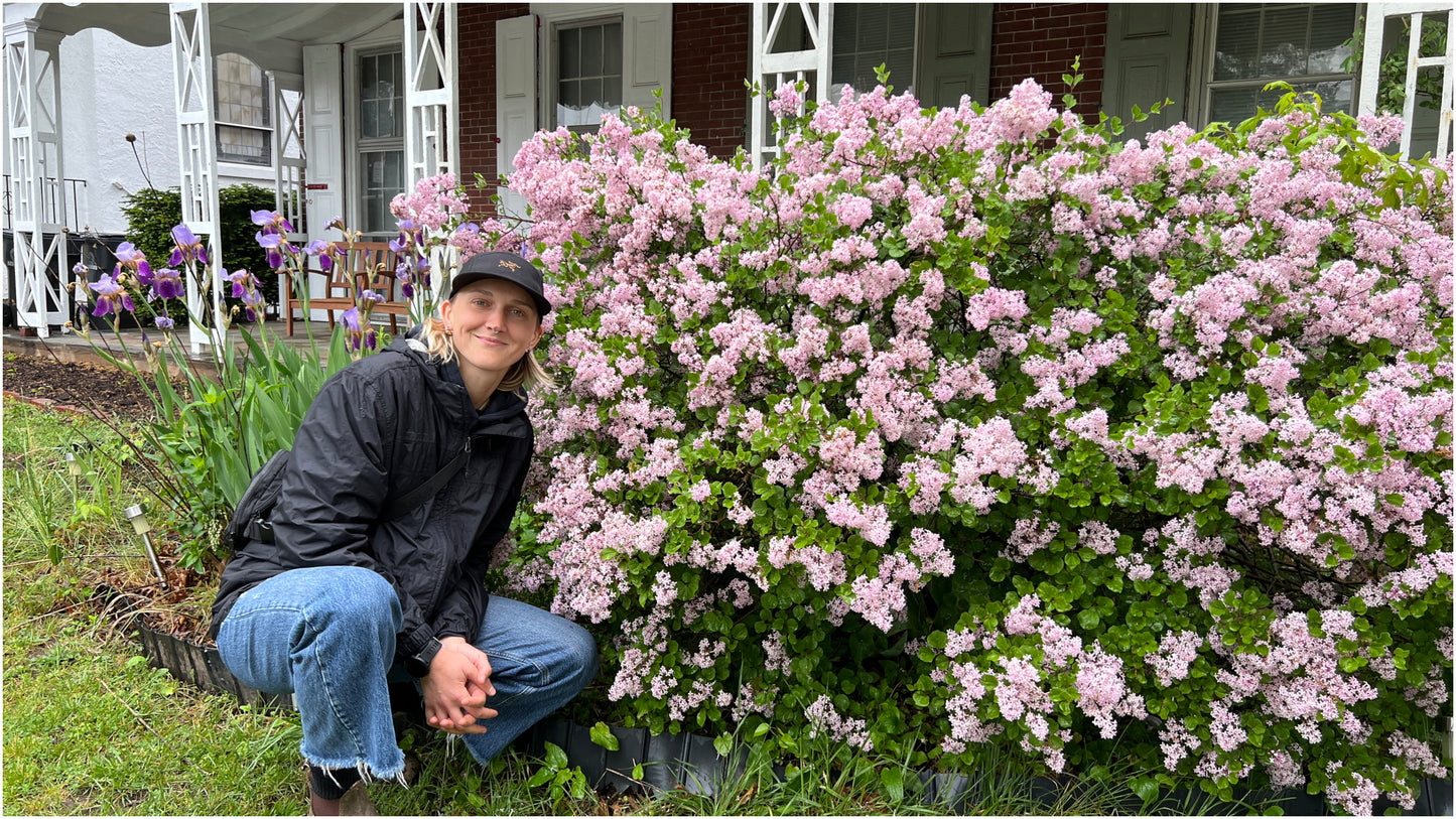 Lilac Flowerfesta® Reblooming 1 pc. R132159