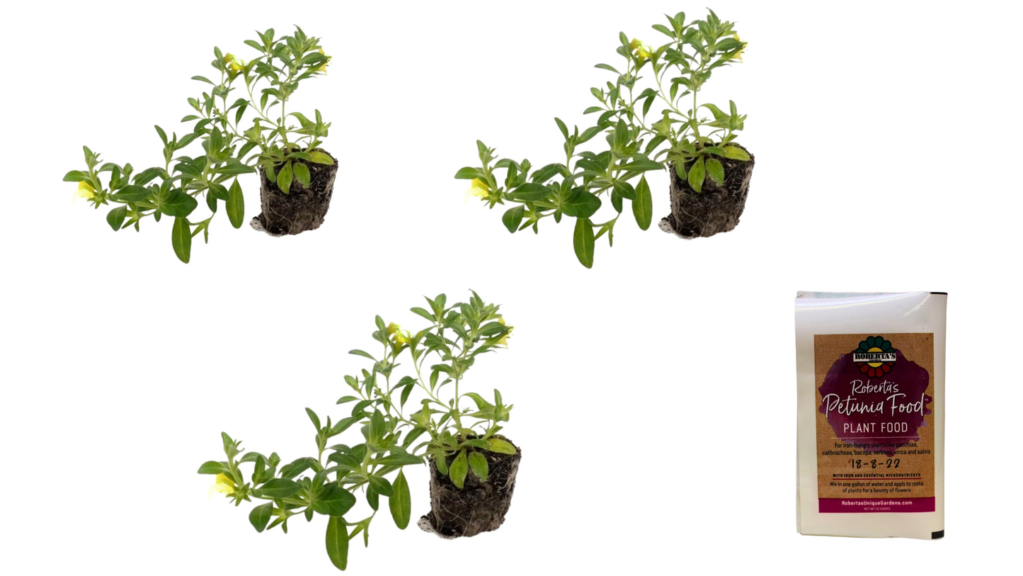 Calibrachoa Trixi® Series w/ Fertilizer Sample 3 pc.  R132055